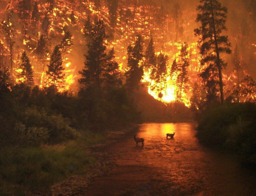 Incendios forestales: Causas y consecuencias